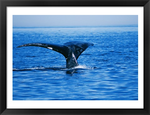 Framed Right Whale in the sea, Bay of Fundy, Canada Print