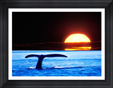 Framed Tail fin of a whale in the sea Print