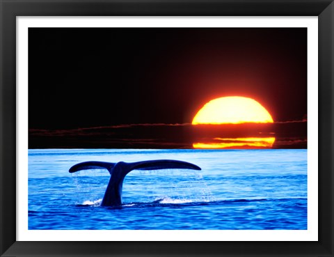 Framed Tail fin of a whale in the sea Print