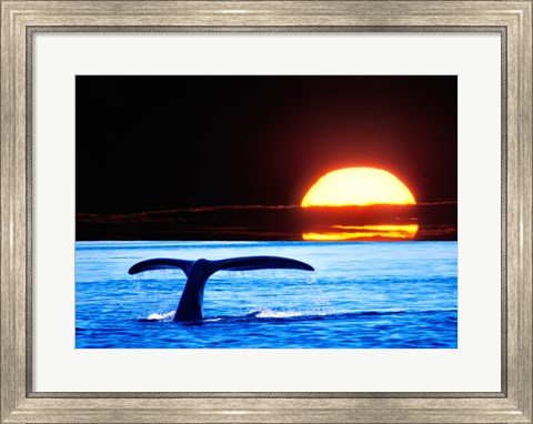 Framed Tail fin of a whale in the sea Print