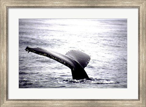 Framed Humpback Whale Black and White Tail Print