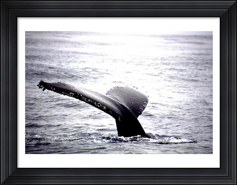 Framed Humpback Whale Black and White Tail Print