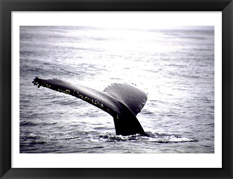 Framed Humpback Whale Black and White Tail Print