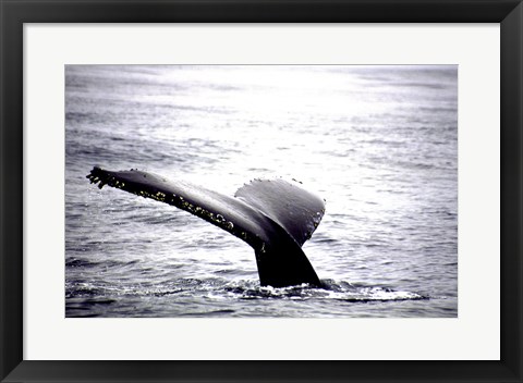 Framed Humpback Whale Black and White Tail Print