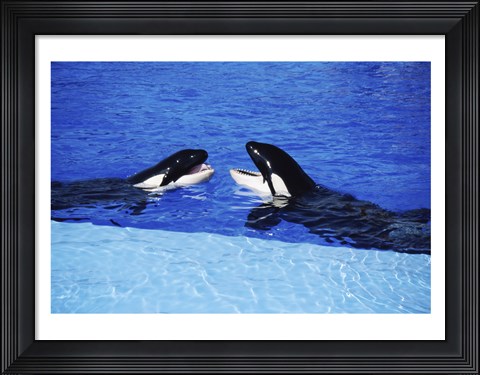 Framed Killer Whales Sea World San Diego California USA Print