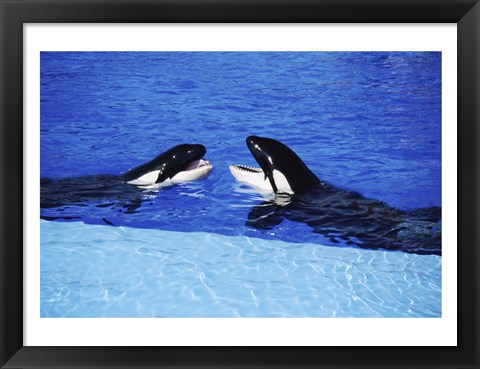 Framed Killer Whales Sea World San Diego California USA Print