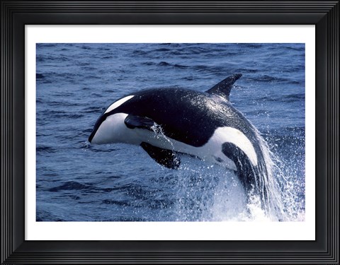 Framed Killer Whale Orcinus Orca Atlantic Ocean Print