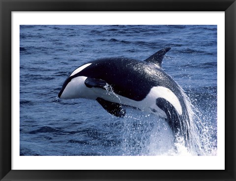 Framed Killer Whale Orcinus Orca Atlantic Ocean Print