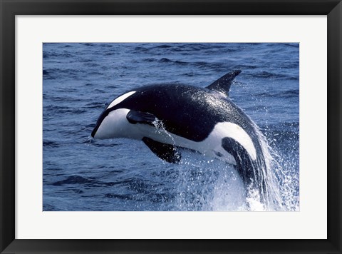 Framed Killer Whale Orcinus Orca Atlantic Ocean Print