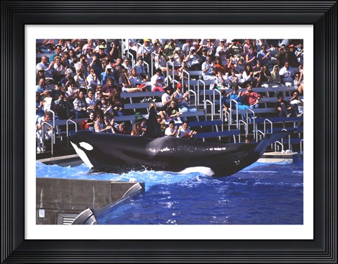 Framed Killer Whale Sea World San Diego California USA Print