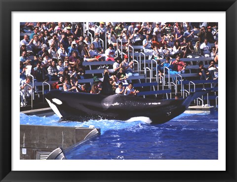 Framed Killer Whale Sea World San Diego California USA Print