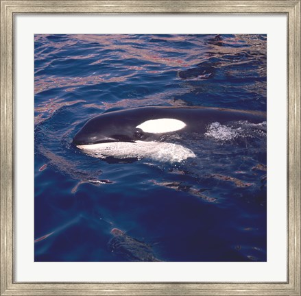 Framed Killer Whale Swimming Print