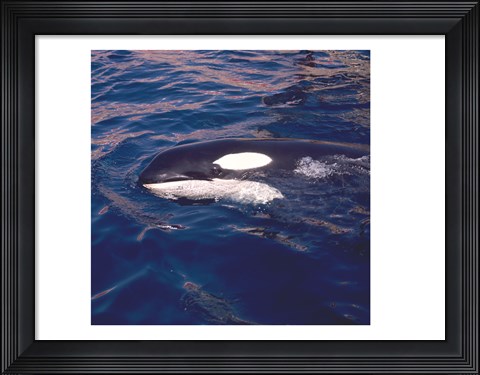 Framed Killer Whale Swimming Print