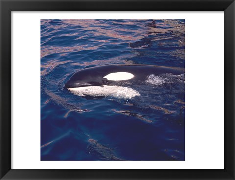 Framed Killer Whale Swimming Print