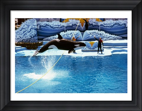 Framed Shamu-Killer Whale Sea World San Diego California USA Print