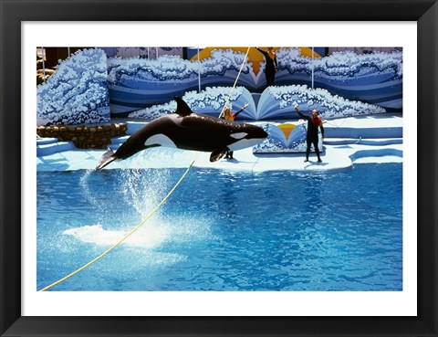 Framed Shamu-Killer Whale Sea World San Diego California USA Print