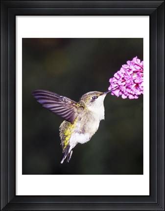 Framed Hummingbird Print
