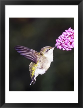 Framed Hummingbird Print