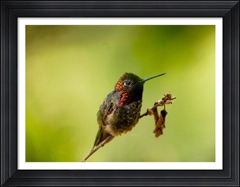 Framed Close-up of a Hummingbird perching on a branch Print
