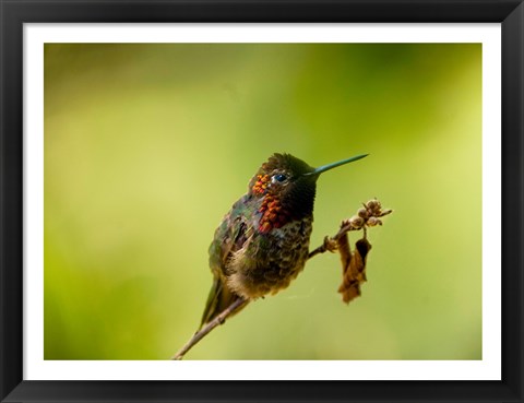 Framed Close-up of a Hummingbird perching on a branch Print