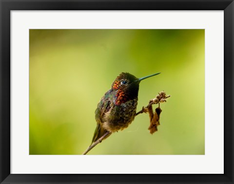 Framed Close-up of a Hummingbird perching on a branch Print