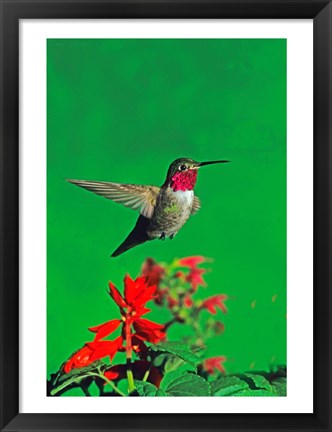 Framed Broad-Tailed hummingbird hovering over flowers, Arizona, USA Print