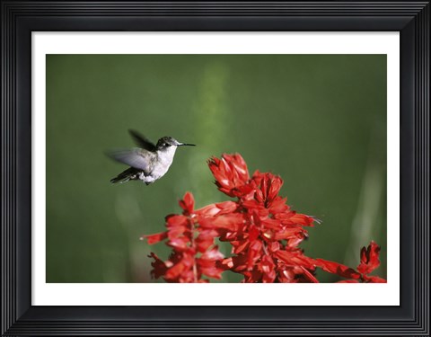 Framed Ruby-Throated Hummingbird Print