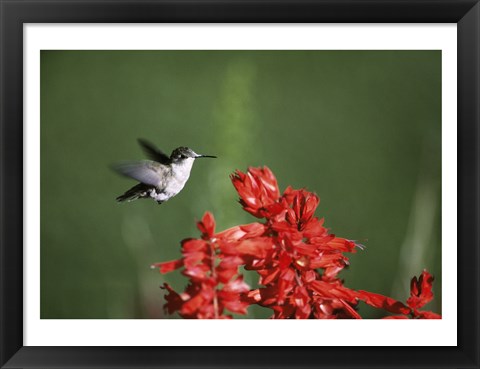 Framed Ruby-Throated Hummingbird Print