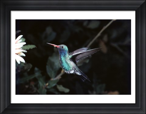 Framed Broad Billed Hummingbird Print