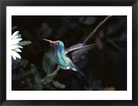 Framed Broad Billed Hummingbird Print