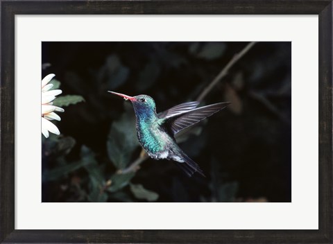 Framed Broad Billed Hummingbird Print