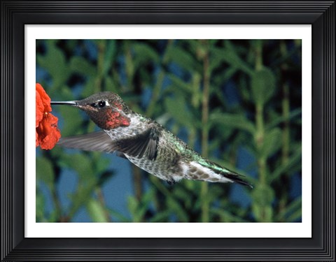 Framed Anna's hummingbird pollinating a flower Print