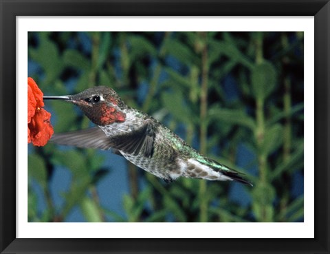 Framed Anna&#39;s hummingbird pollinating a flower Print