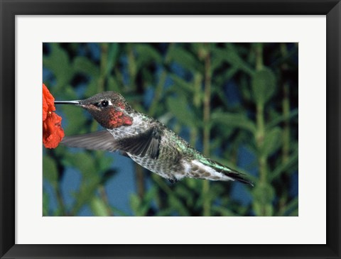 Framed Anna&#39;s hummingbird pollinating a flower Print