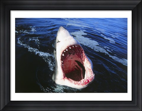 Framed Great White Shark with its mouth open Print