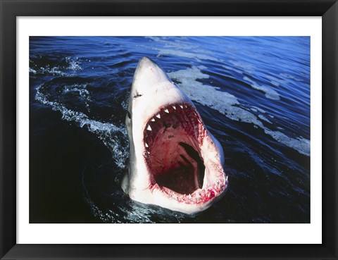 Framed Great White Shark with its mouth open Print