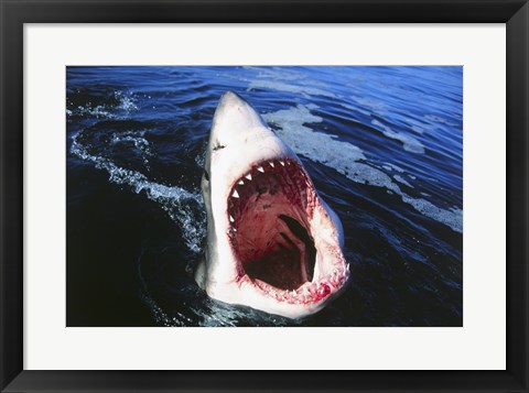 Framed Great White Shark with its mouth open Print