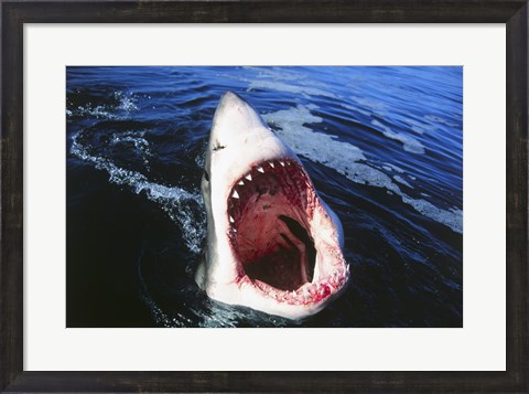 Framed Great White Shark with its mouth open Print