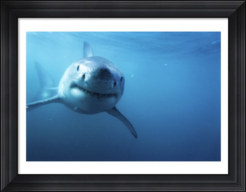 Framed Great White Shark Swimming Print