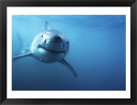 Framed Great White Shark Swimming Print