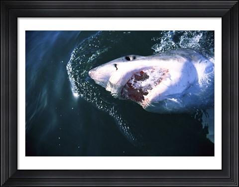Framed Great White Shark Eating Print