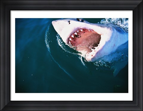 Framed Great White Shark Biting Print