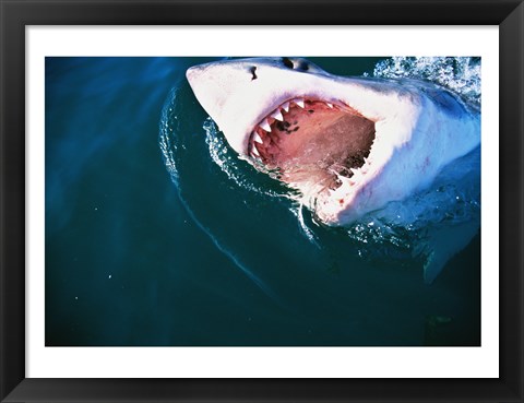 Framed Great White Shark Biting Print