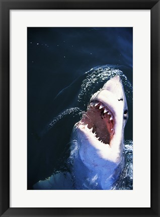 Framed Great White Shark with its mouth open Print