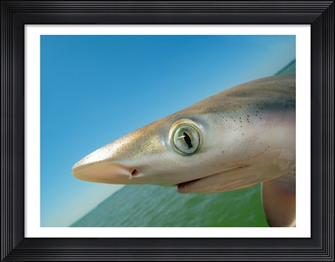 Framed Close-up of an Atlantic Sharpnose Shark, Gulf Of Mexico, Florida, USA Print