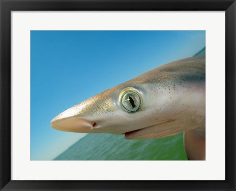 Framed Close-up of an Atlantic Sharpnose Shark, Gulf Of Mexico, Florida, USA Print
