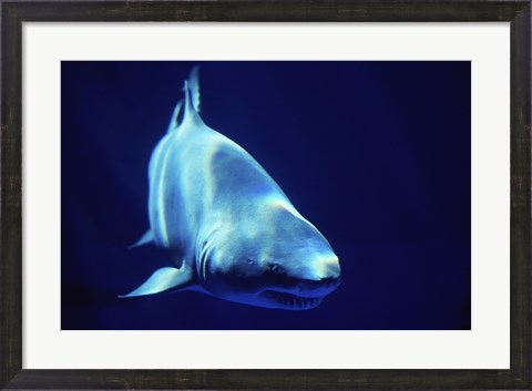 Framed Shark Great White Print