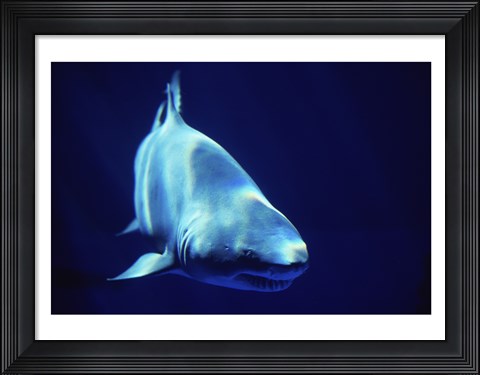 Framed Shark Great White Print