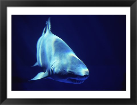 Framed Shark Great White Print