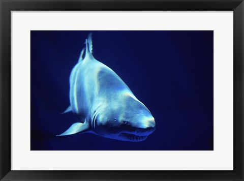 Framed Shark Great White Print